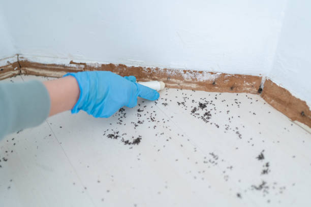 Real Estate Pest Inspections in Bakersfield Country Clu, CA